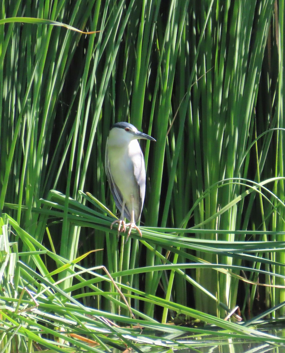 Black-crowned Night Heron - ML636076890