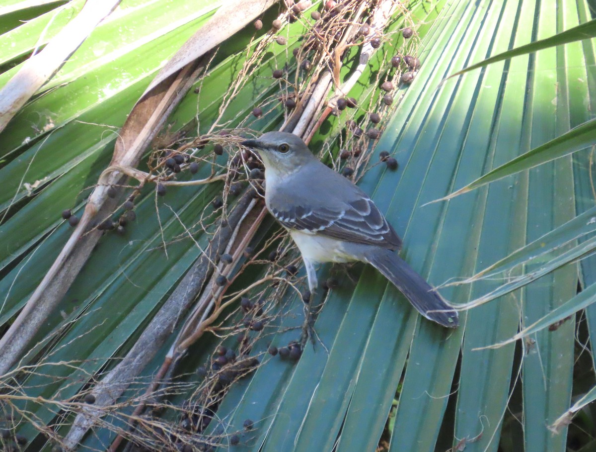 Northern Mockingbird - ML636076906