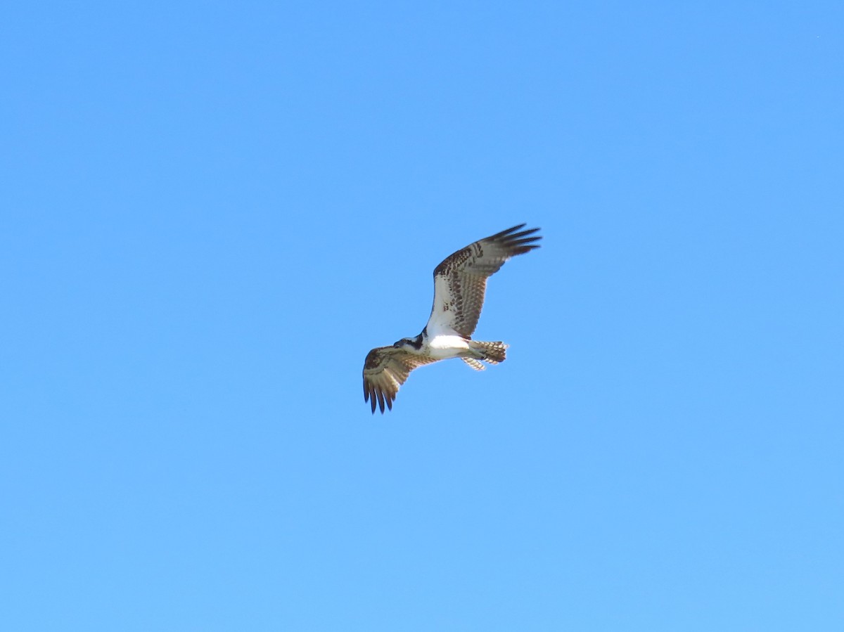 Osprey - ML636076925