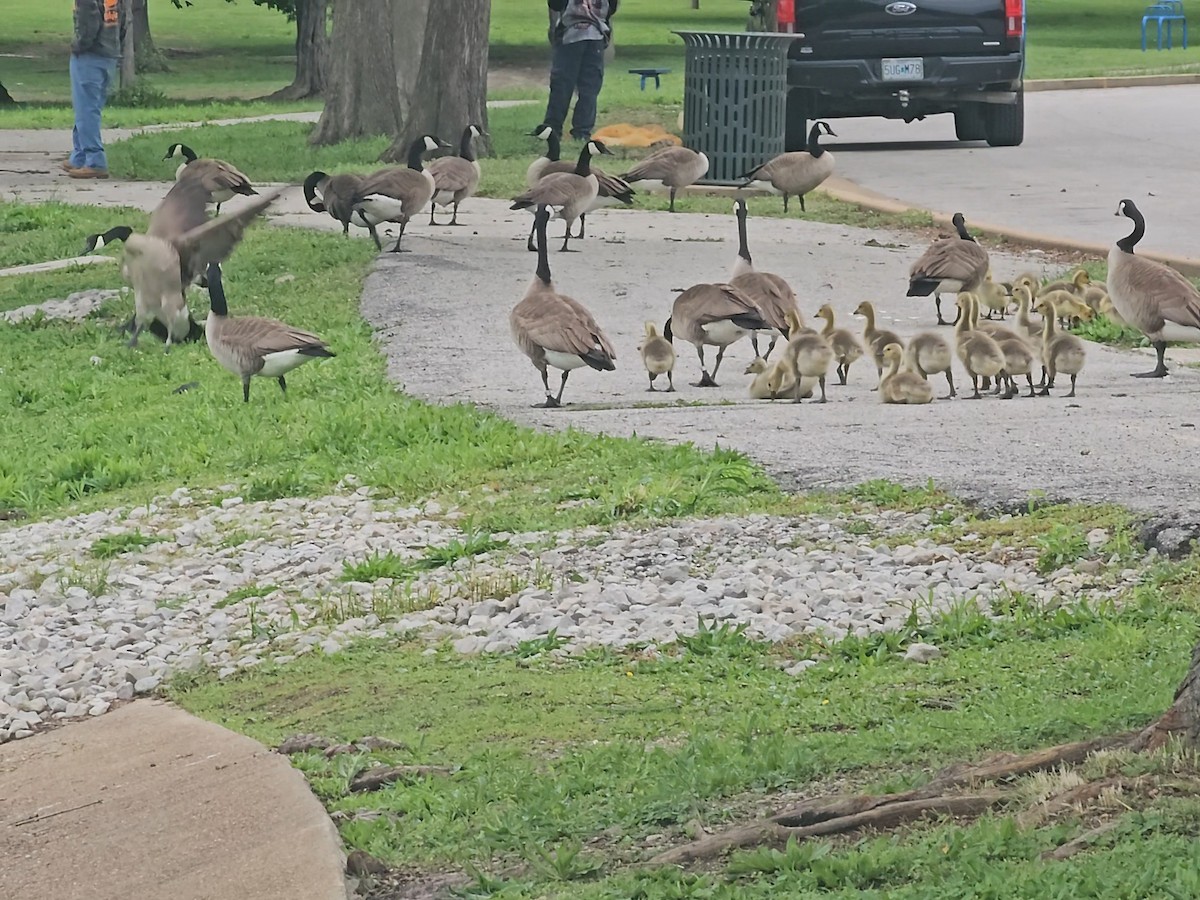 Canada Goose - ML636076926
