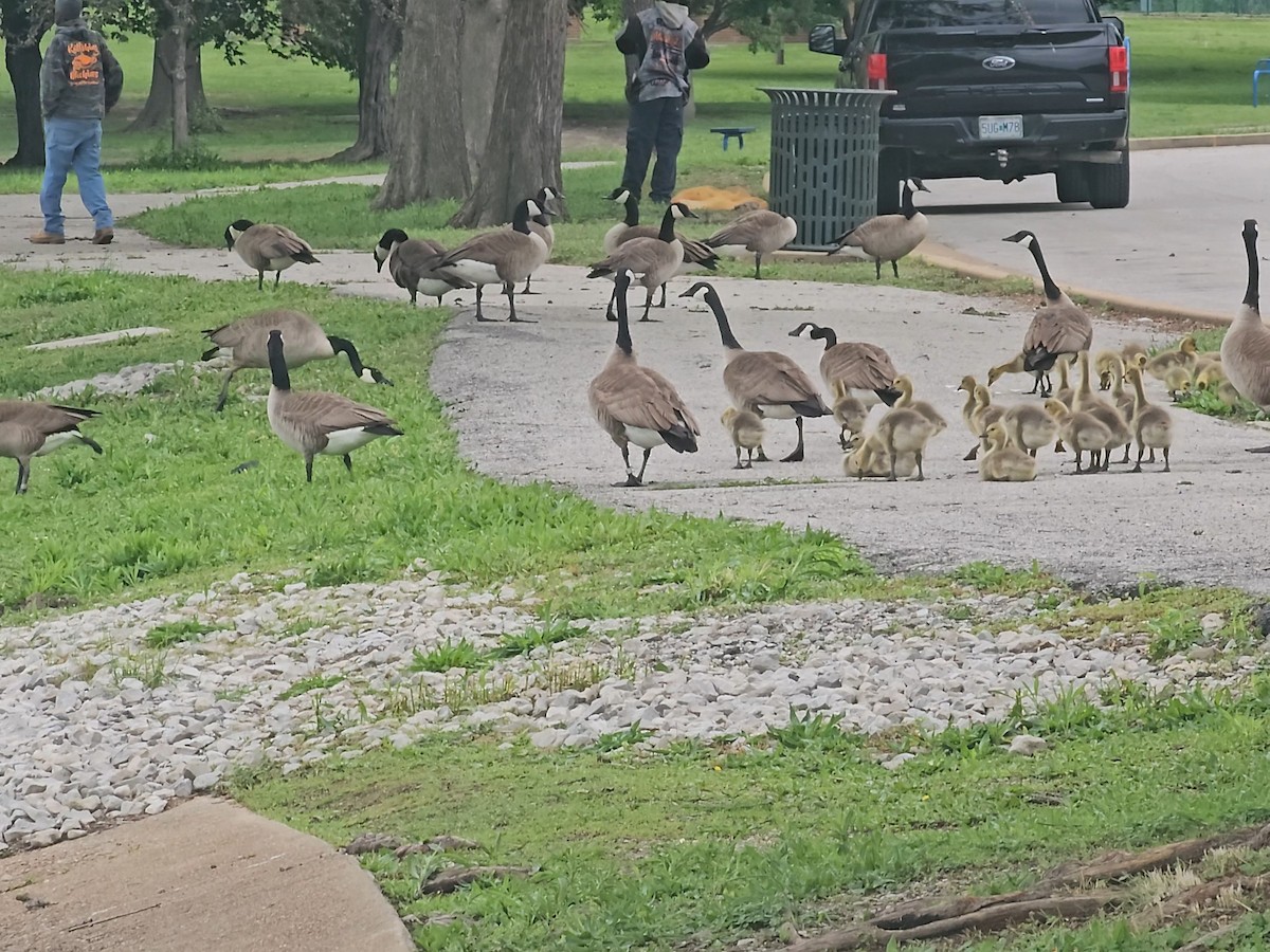 Canada Goose - ML636076927
