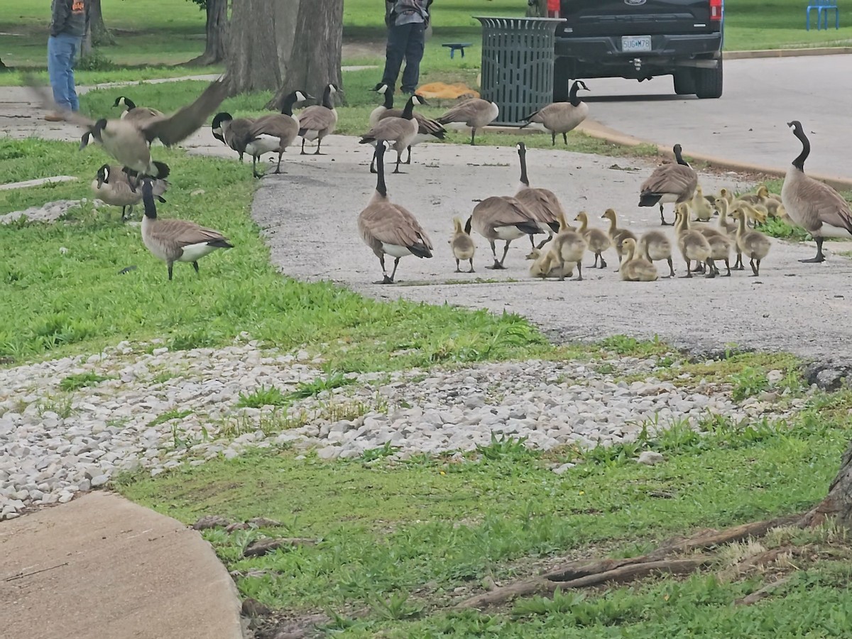 Canada Goose - ML636076928