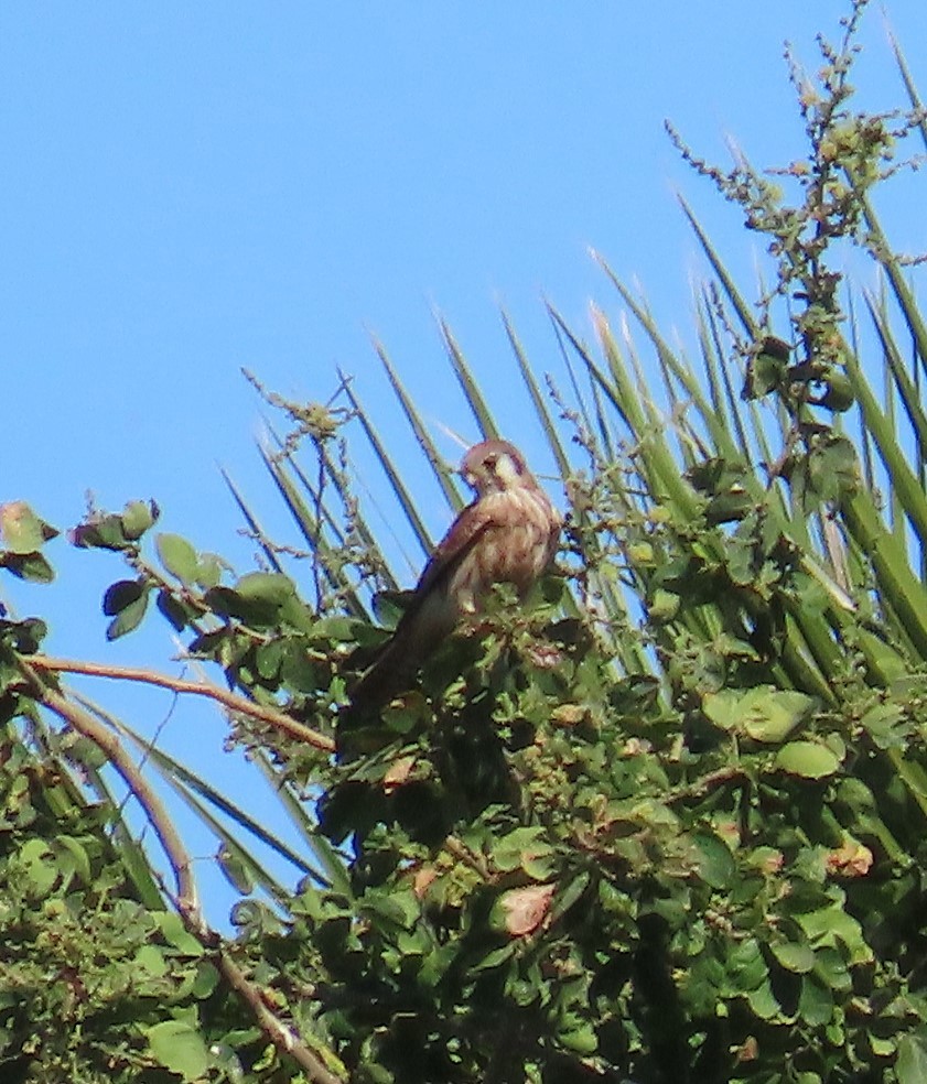 American Kestrel - ML636076932