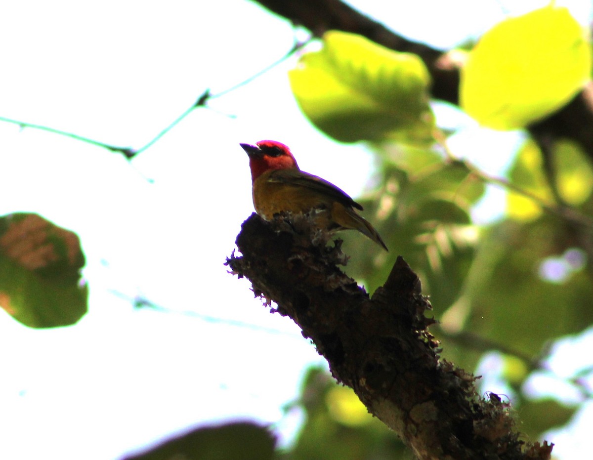 Red-headed Tanager - ML636076933