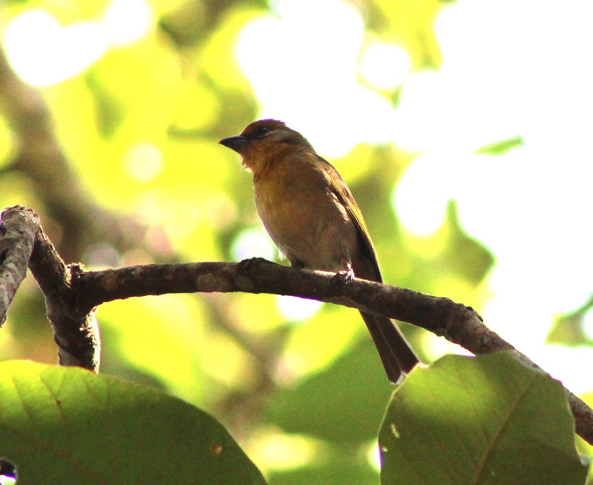Red-headed Tanager - ML636076934