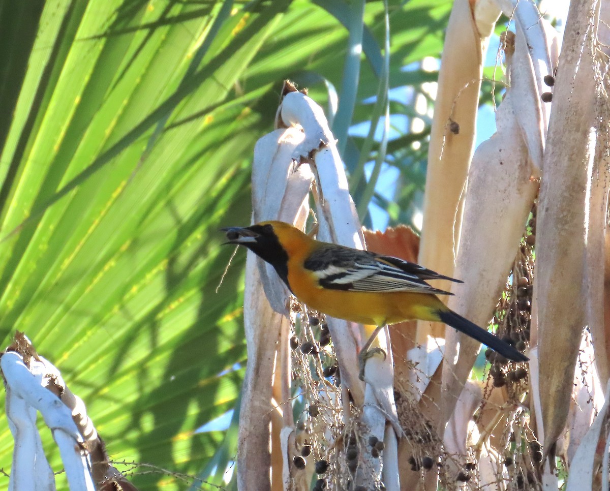 Hooded Oriole - ML636076973