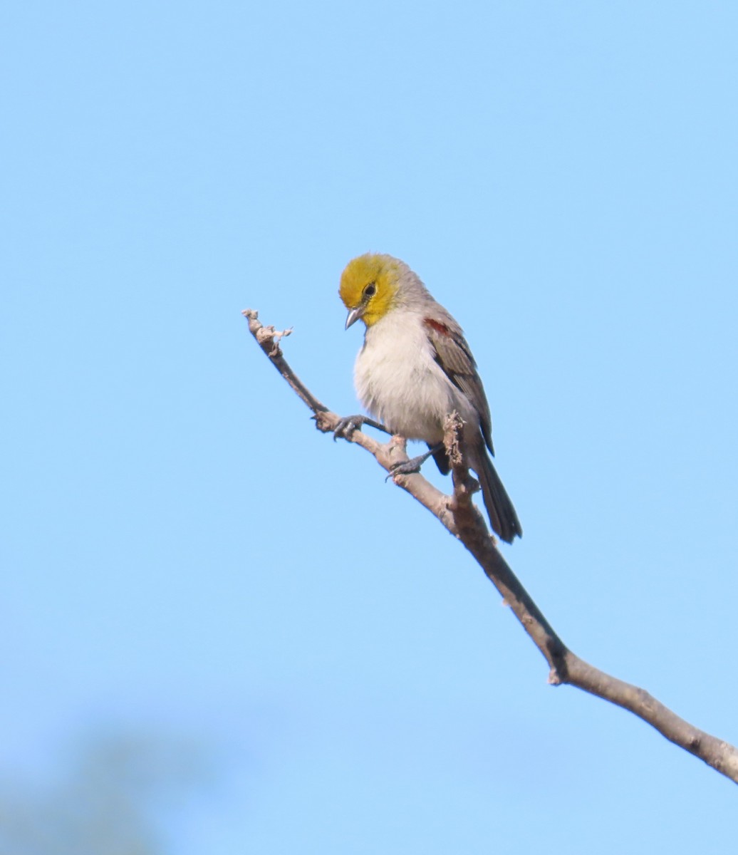 Verdin - ML636076995