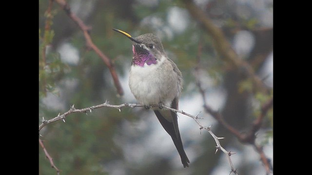 Oasis Hummingbird - ML636077166