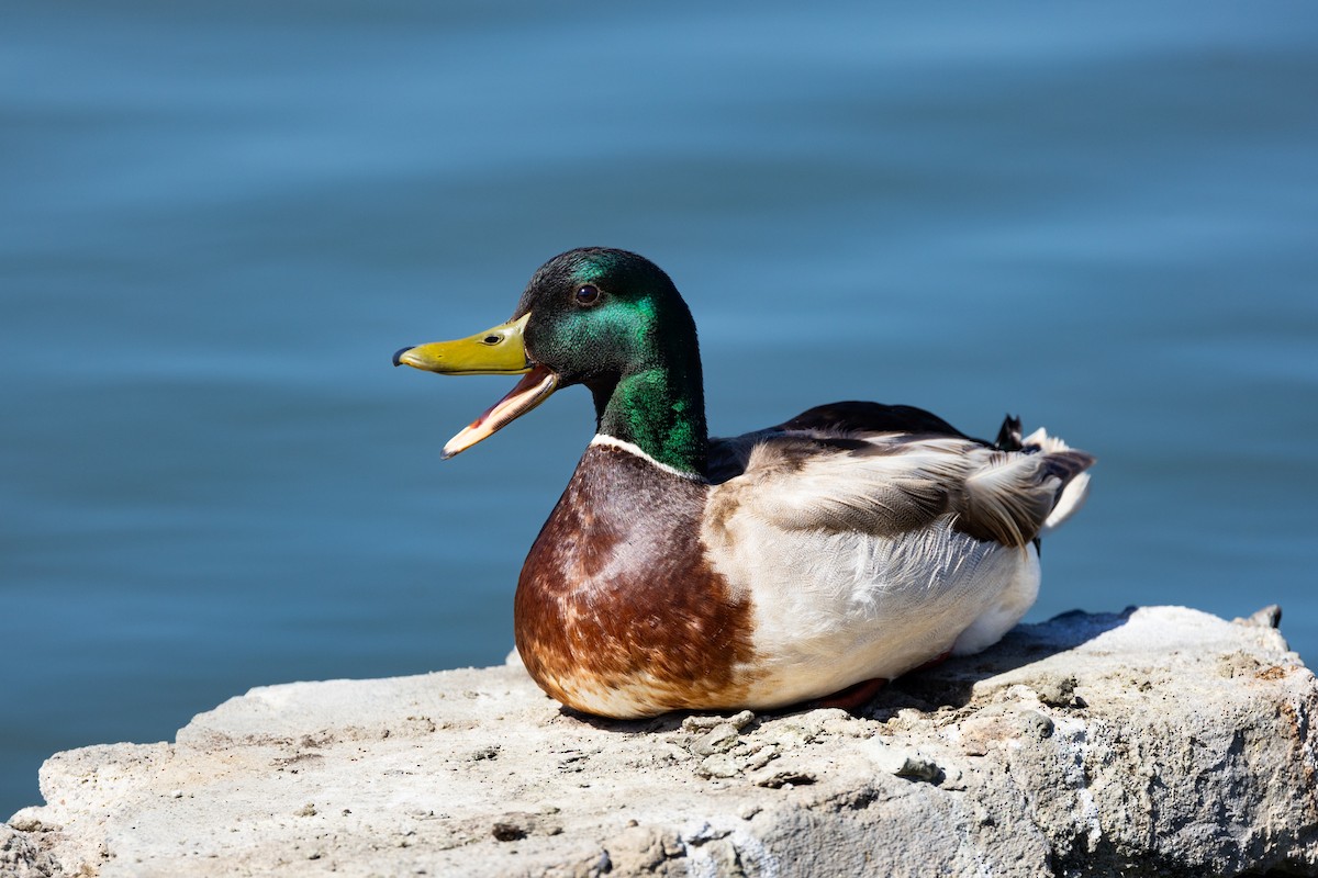 Mallard - ML636077168