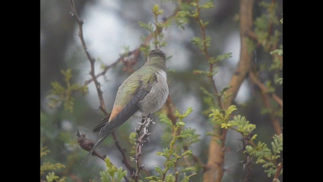 Oasis Hummingbird - ML636077191