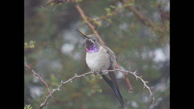 Oasis Hummingbird - ML636077216