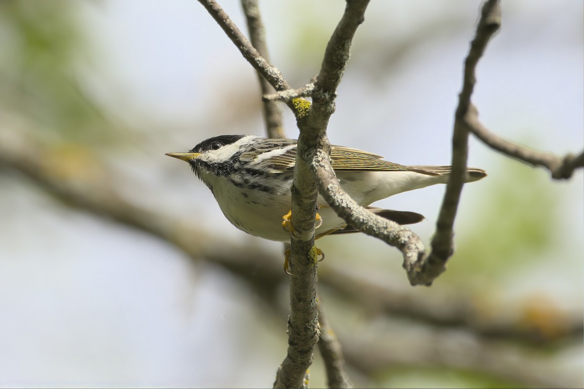 Blackpoll Warbler - ML636077250
