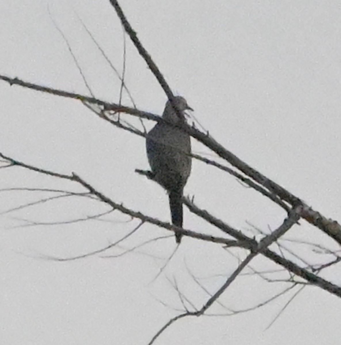 Mourning Dove - ML636077361
