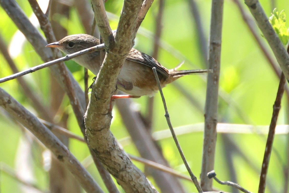 Sedge Wren - ML636077440