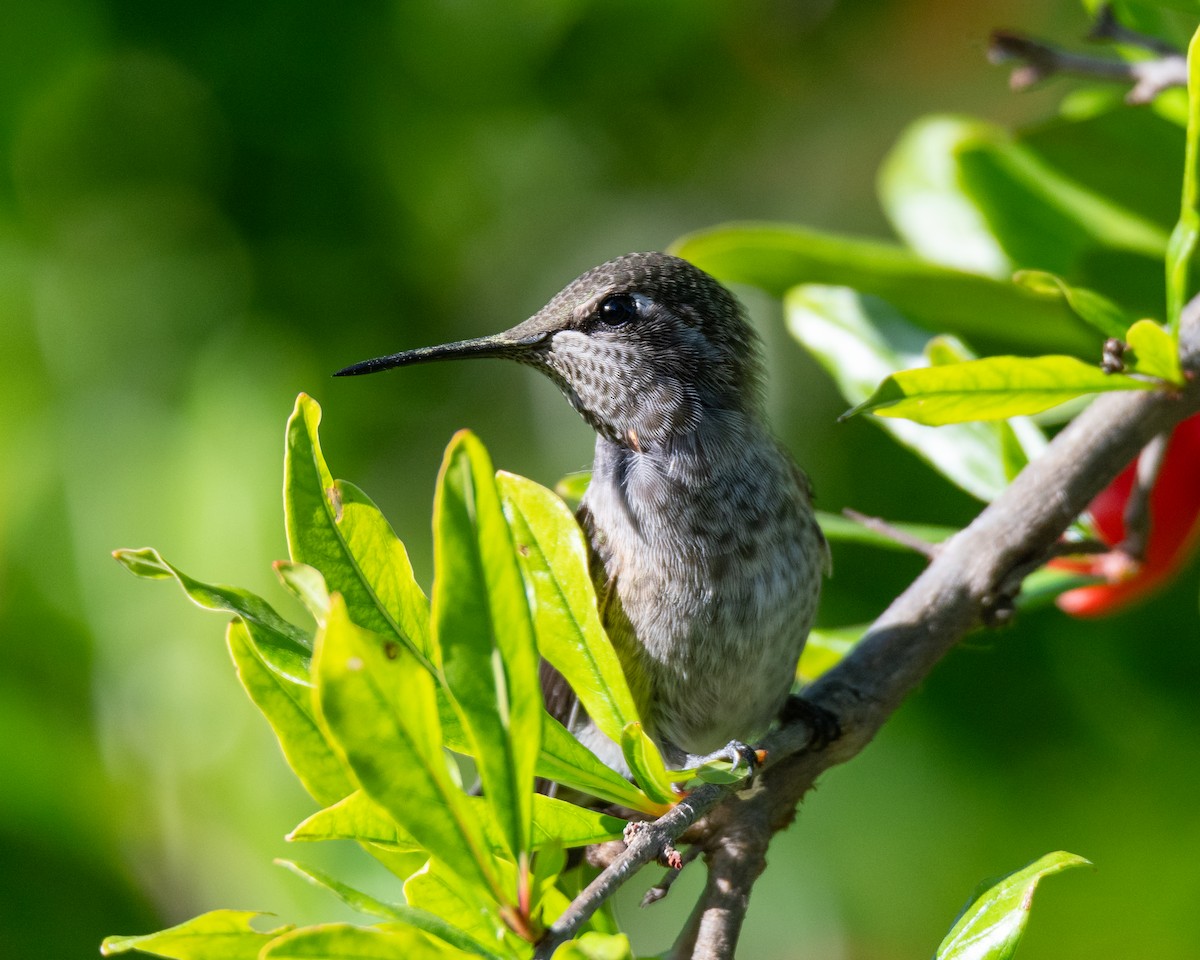 rødmaskekolibri - ML636077528