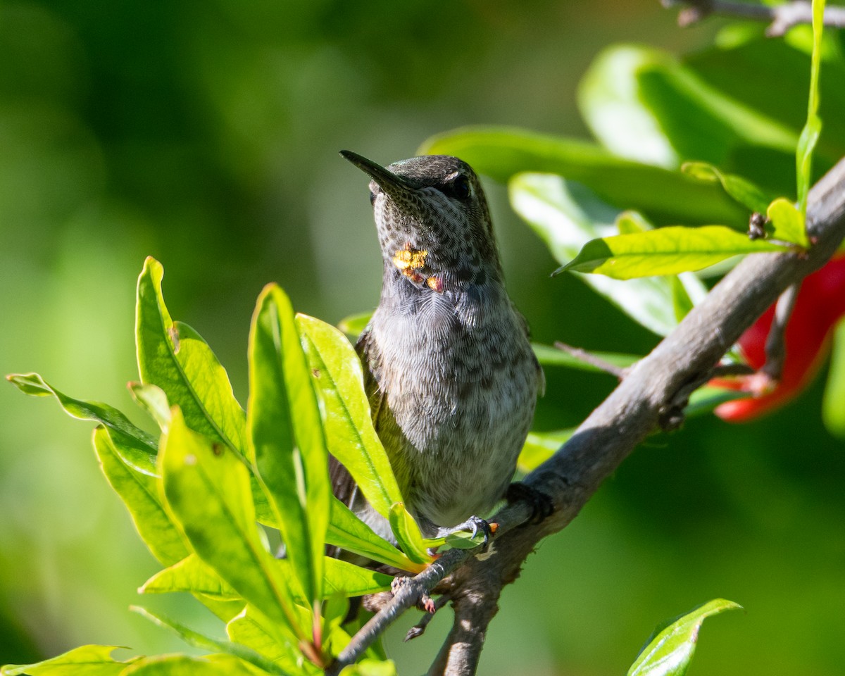 rødmaskekolibri - ML636077529