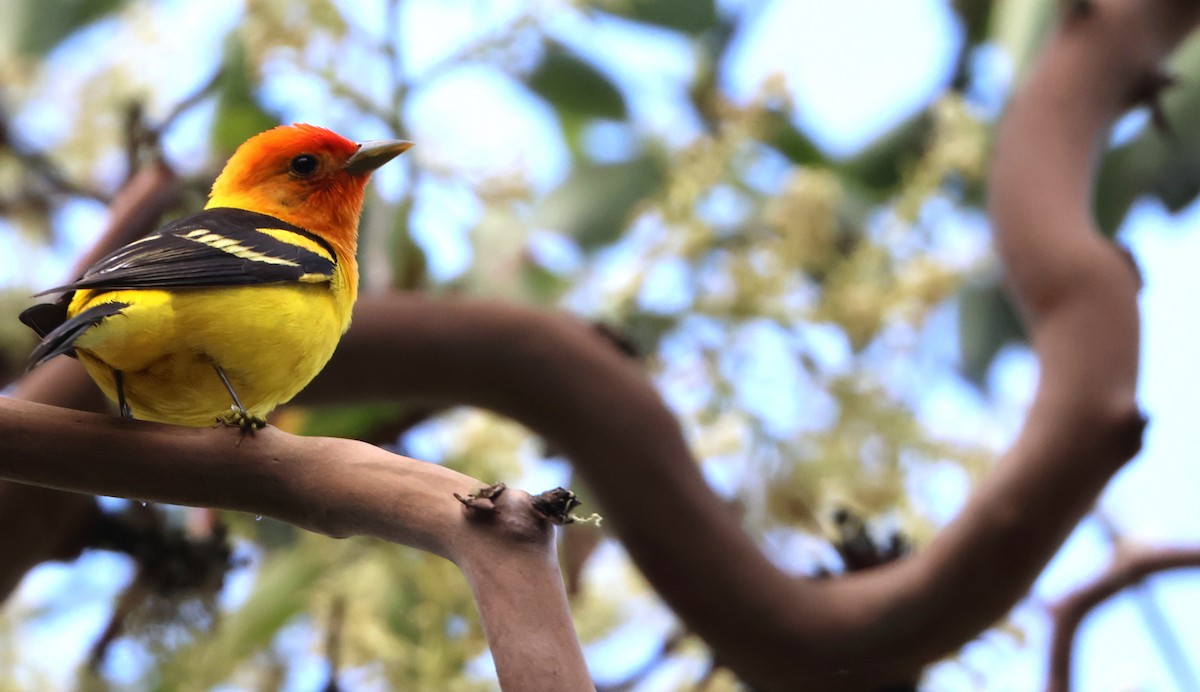 Western Tanager - ML636077727