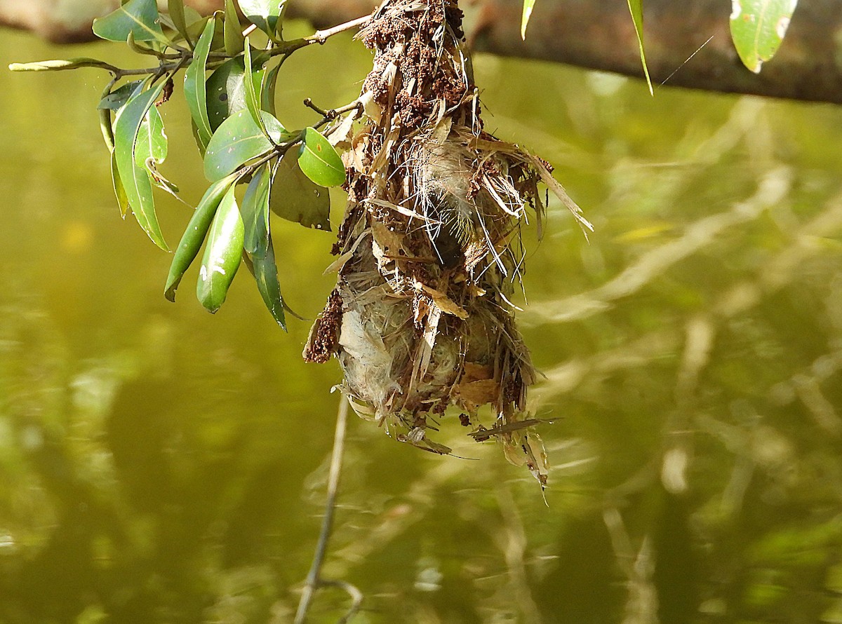 Sahul Sunbird - ML636077729