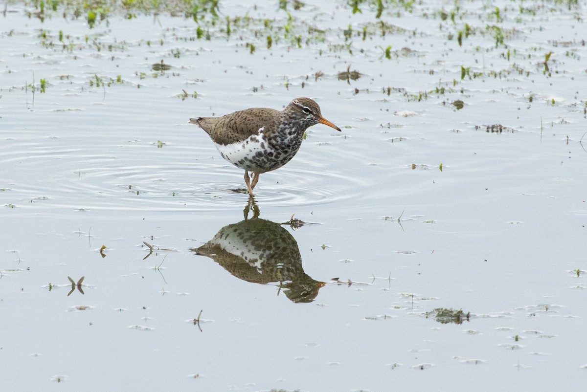 Spotted Sandpiper - ML636077749