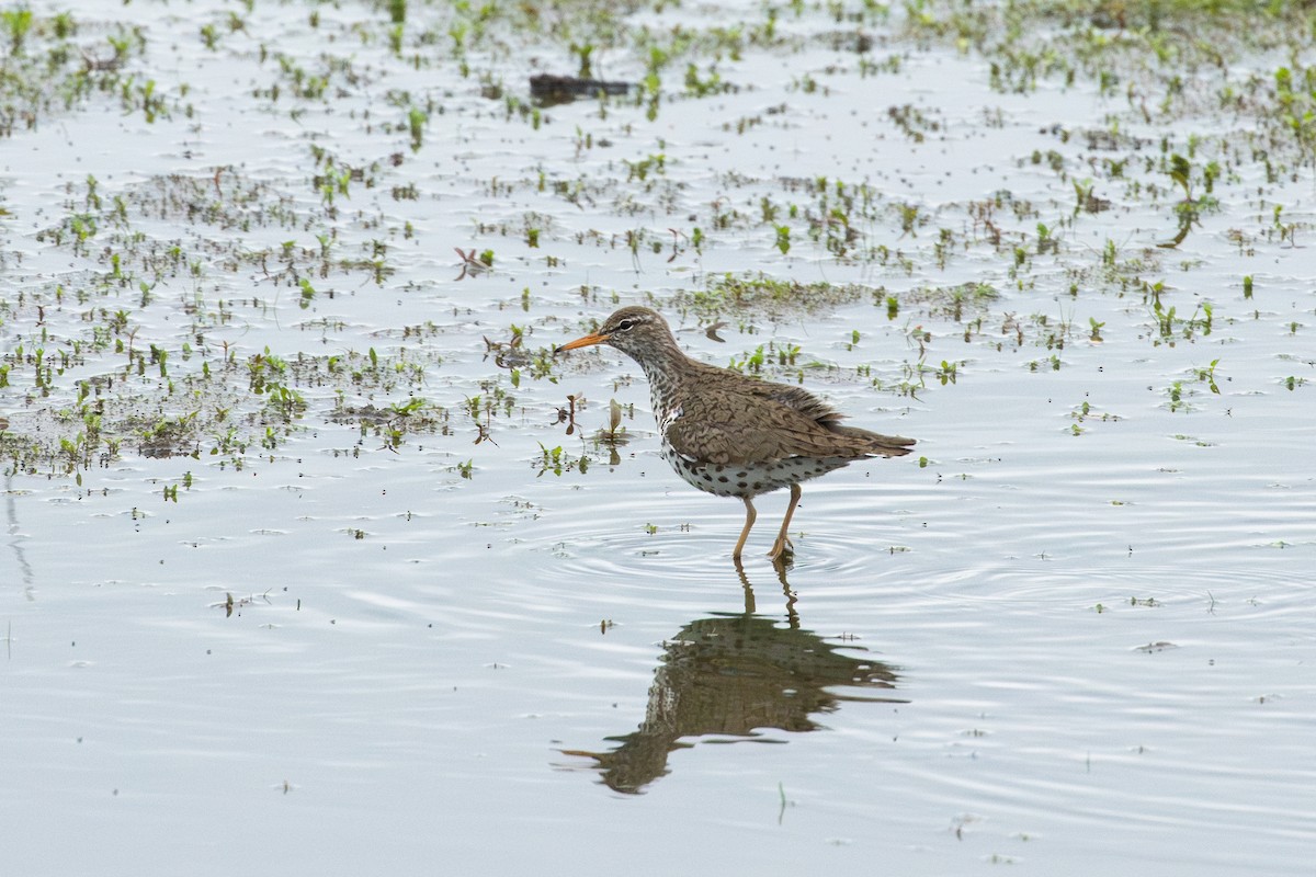 Spotted Sandpiper - ML636077750