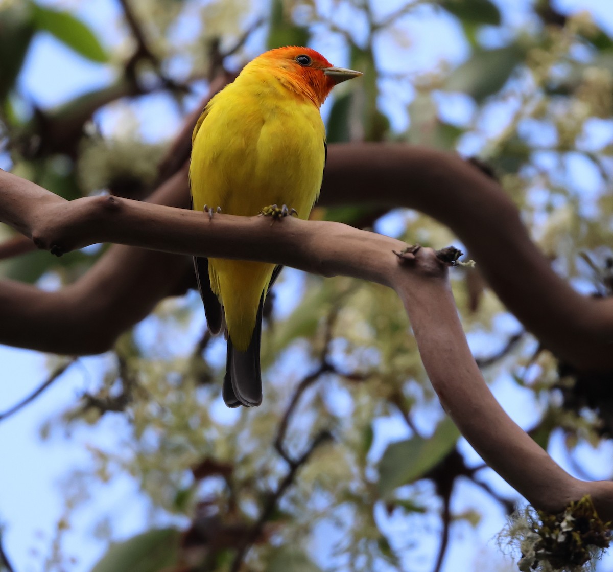 Western Tanager - ML636077772