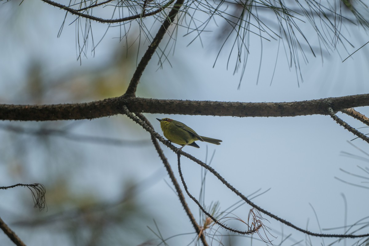 Golden-browed Warbler - ML636077826