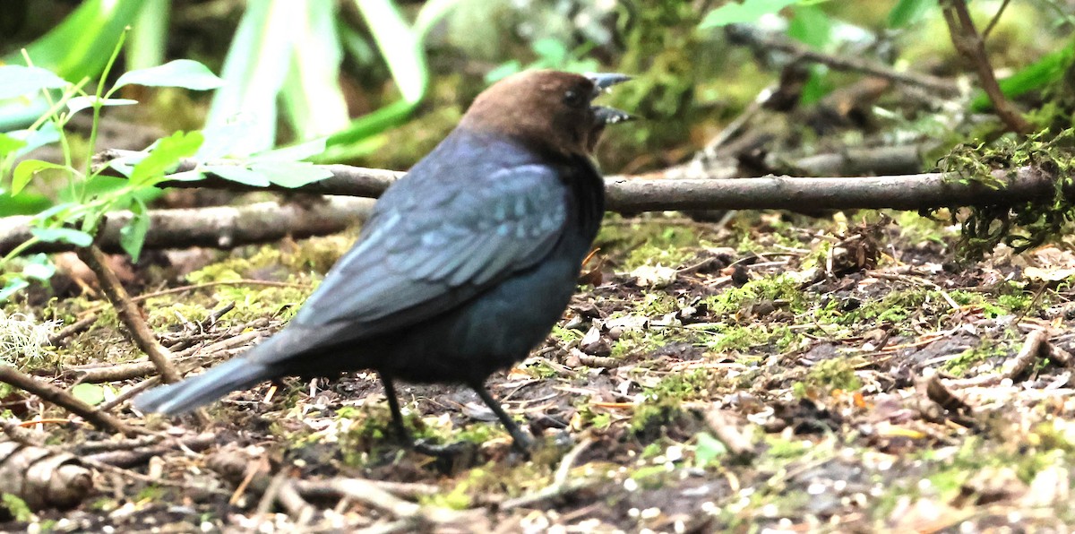 Brown-headed Cowbird - ML636077846