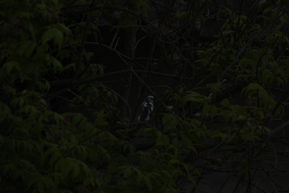 Белая лазоревка - ML636077852