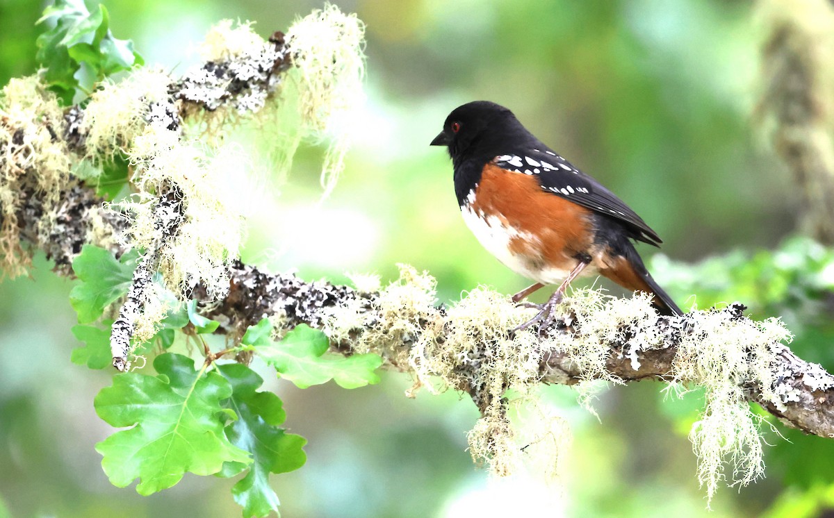 Spotted Towhee - ML636077871