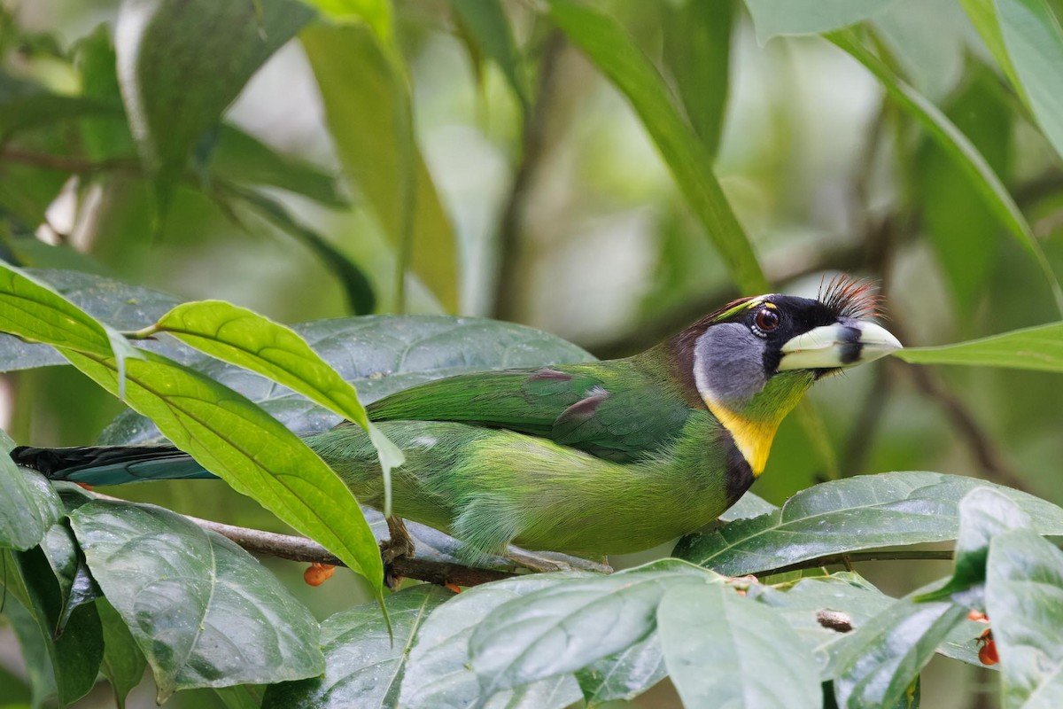 Al Püsküllü Barbet - ML636077874