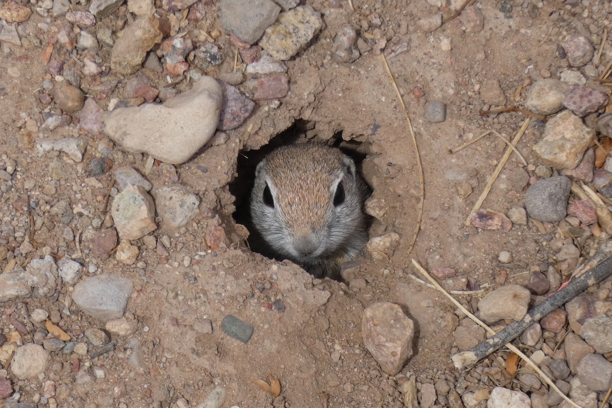 Round-tailed Ground Squirrel - ML636077880