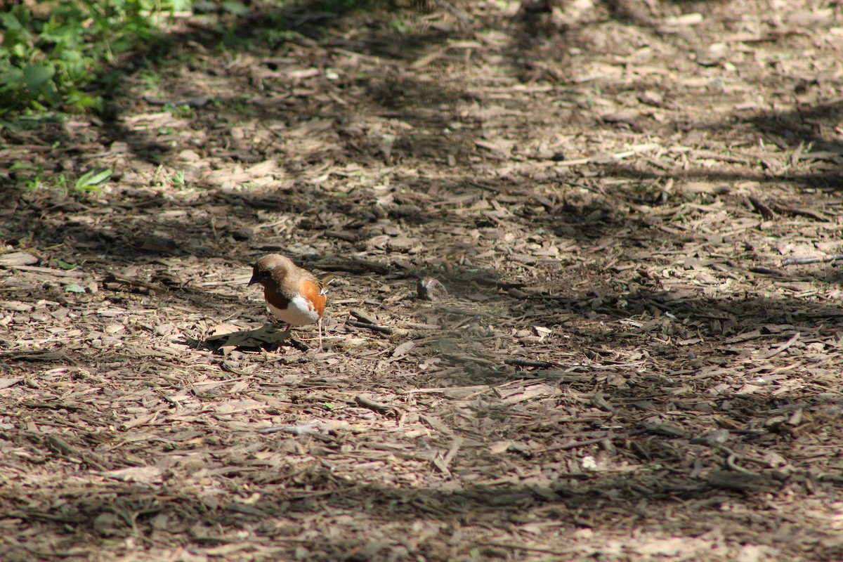 Eastern Towhee - ML636077917