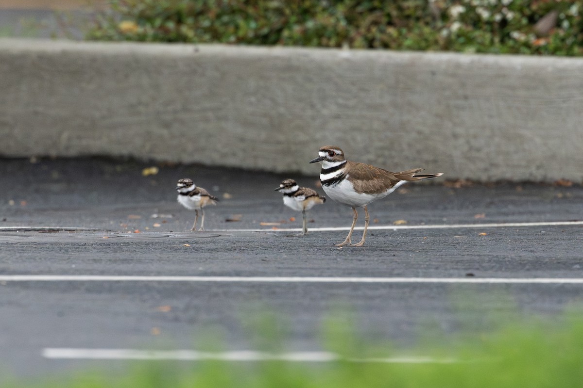 Killdeer - ML636078074