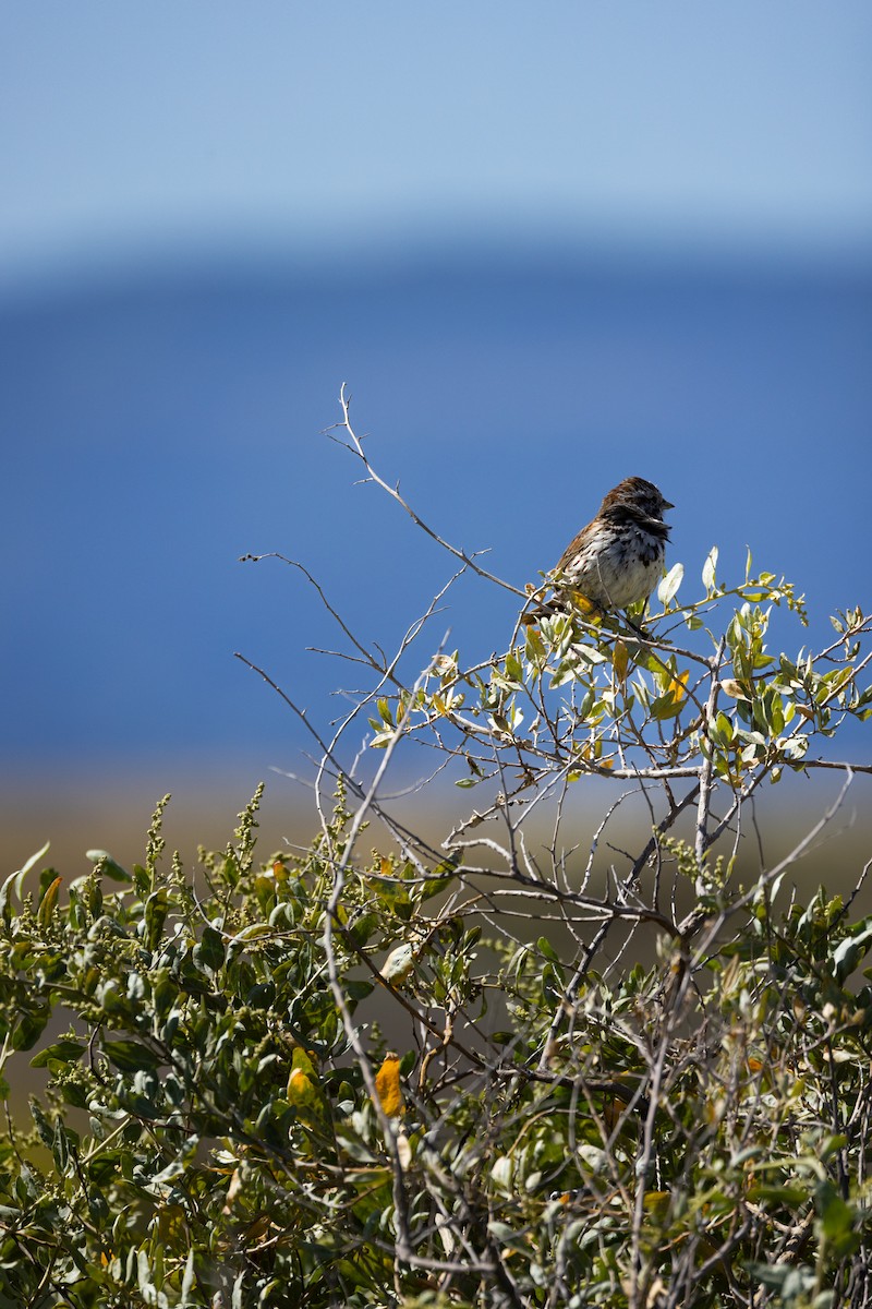 Song Sparrow - ML636078163