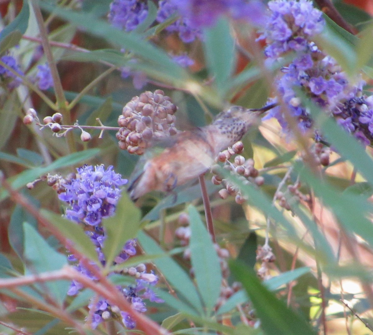 Calliope Hummingbird - ML636078181