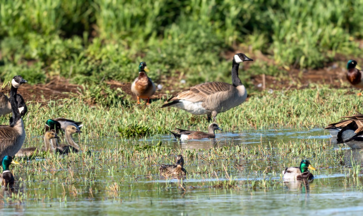 American Wigeon - ML636078370