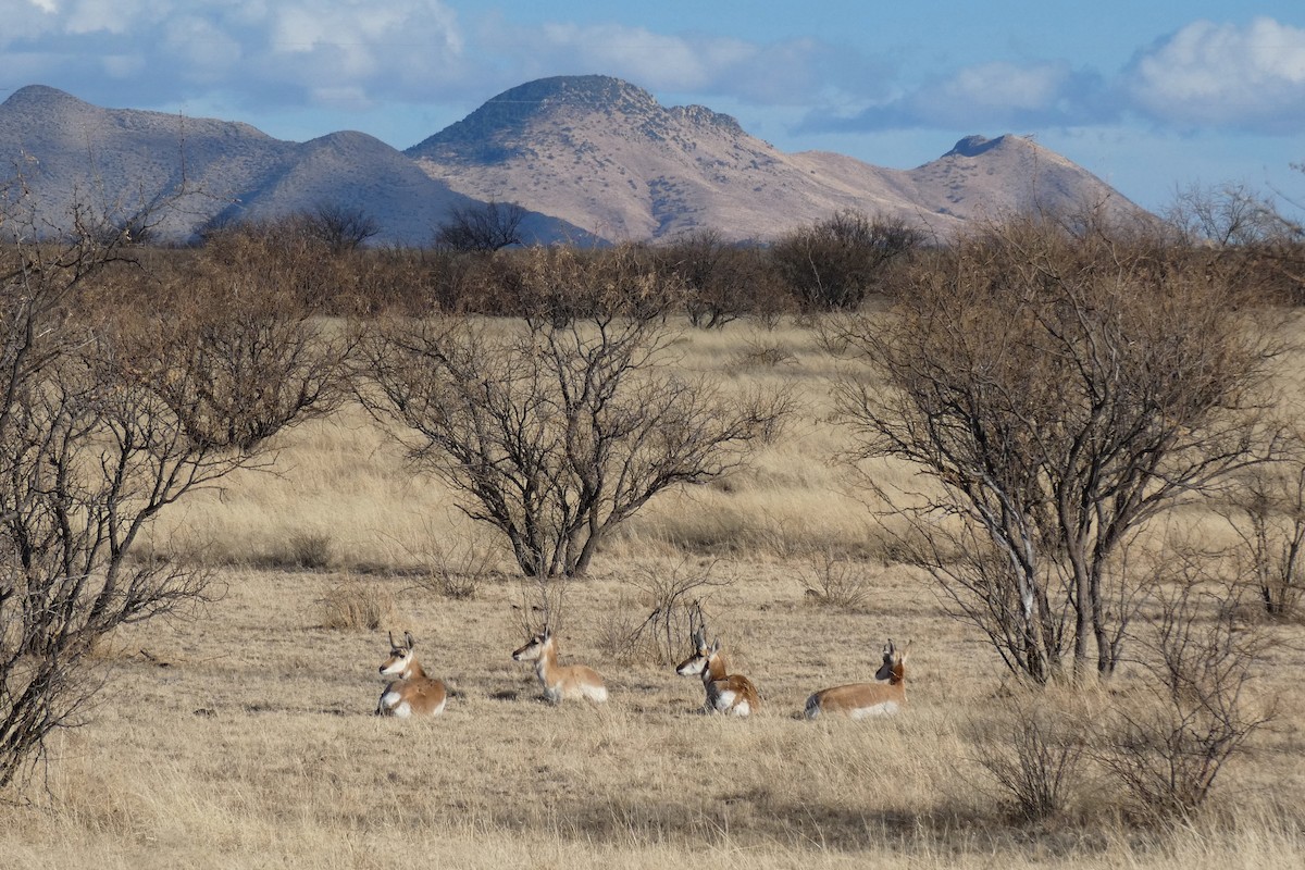 American Pronghorn - ML636078458