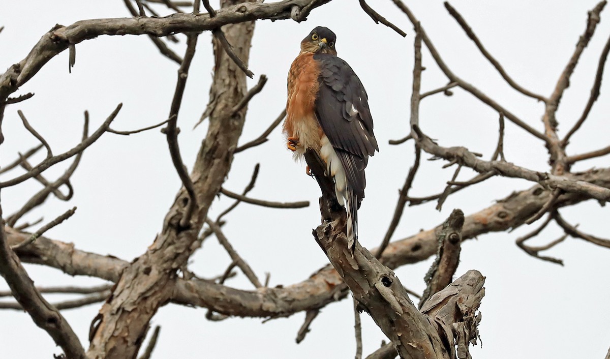 Rufous-breasted Sparrowhawk (Ethiopian) - ML636078468