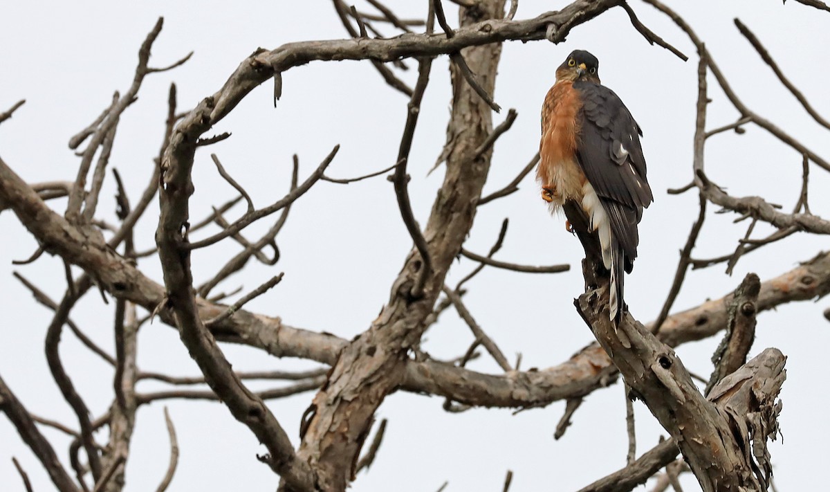 Rufous-breasted Sparrowhawk (Ethiopian) - ML636078469