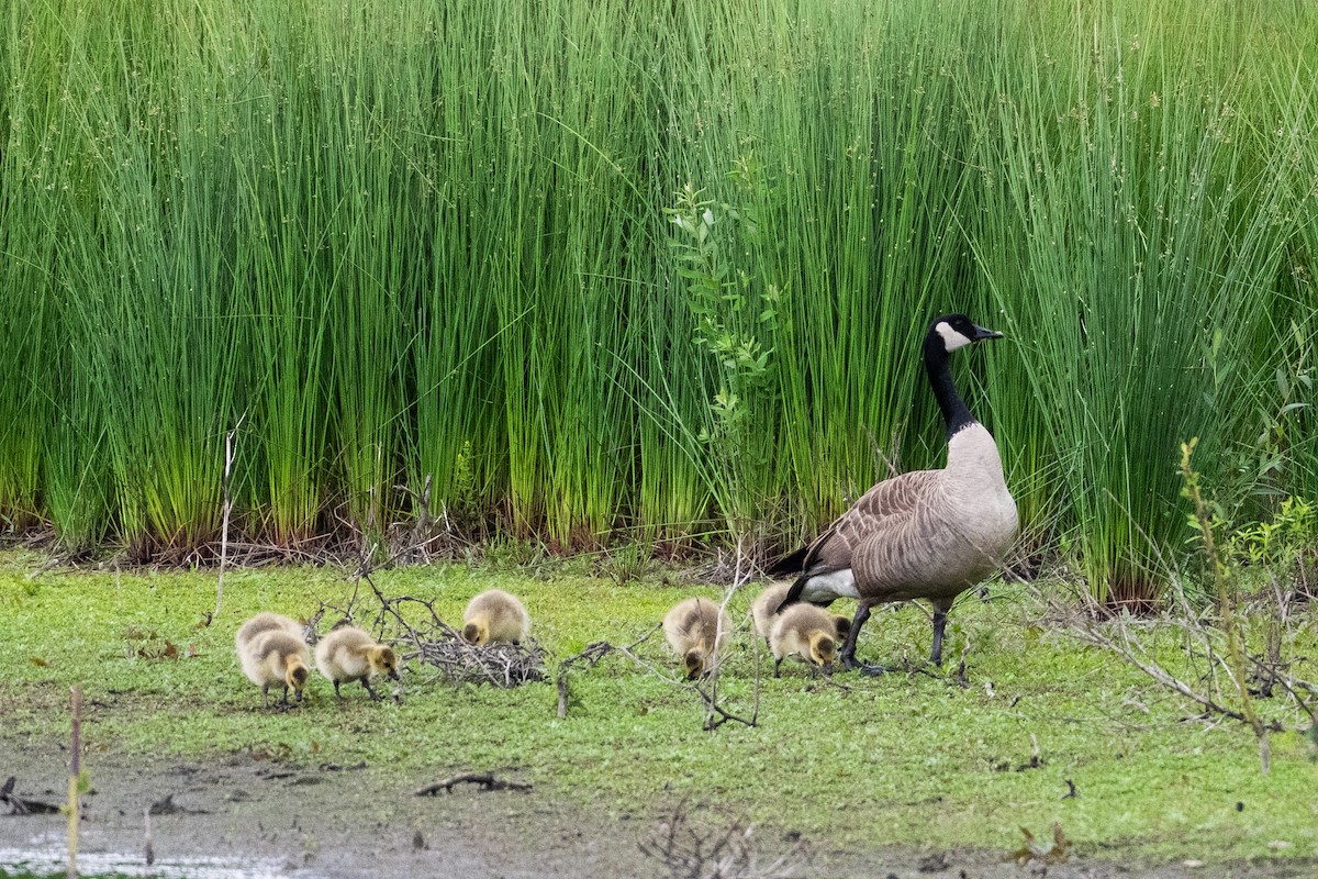 Canada Goose - ML636078522