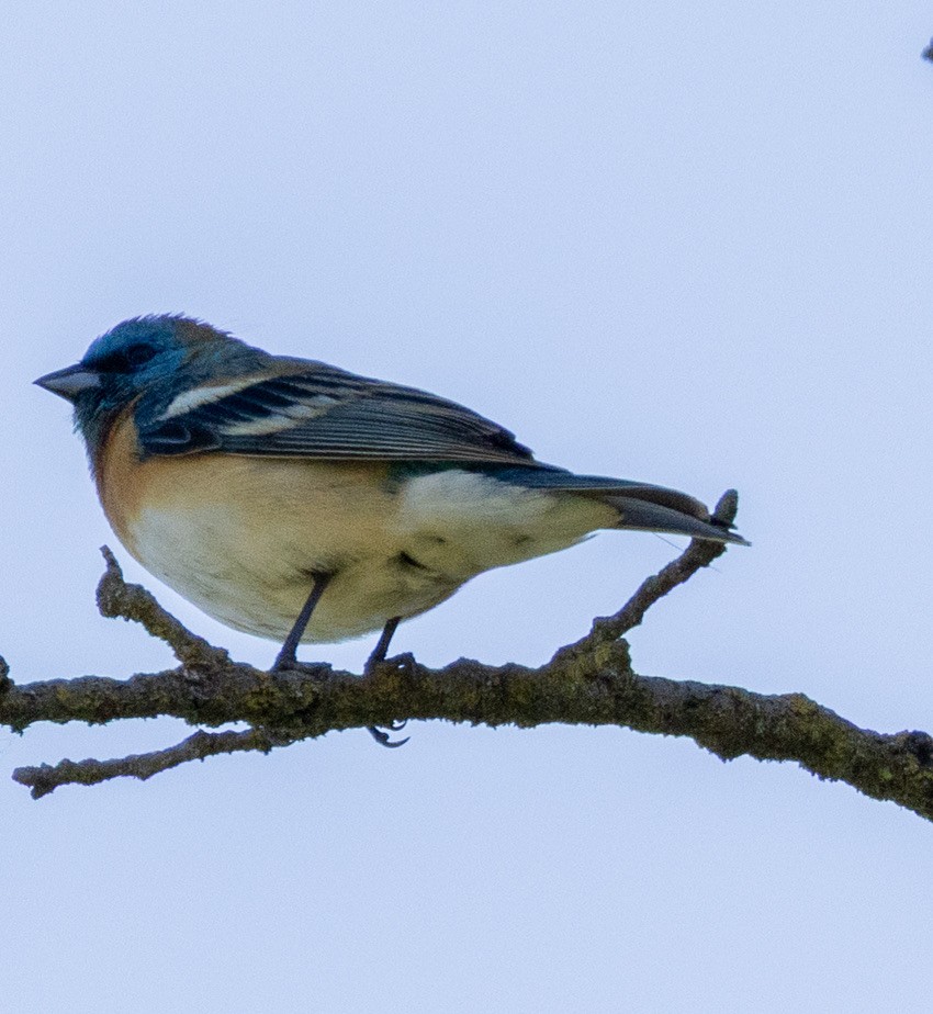 Lazuli Bunting - ML636078526