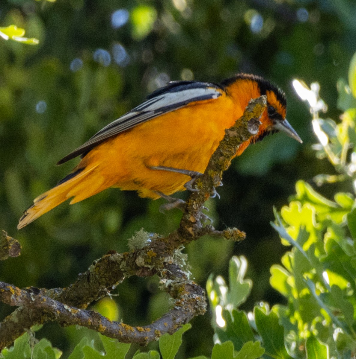 Bullock's Oriole - ML636078539