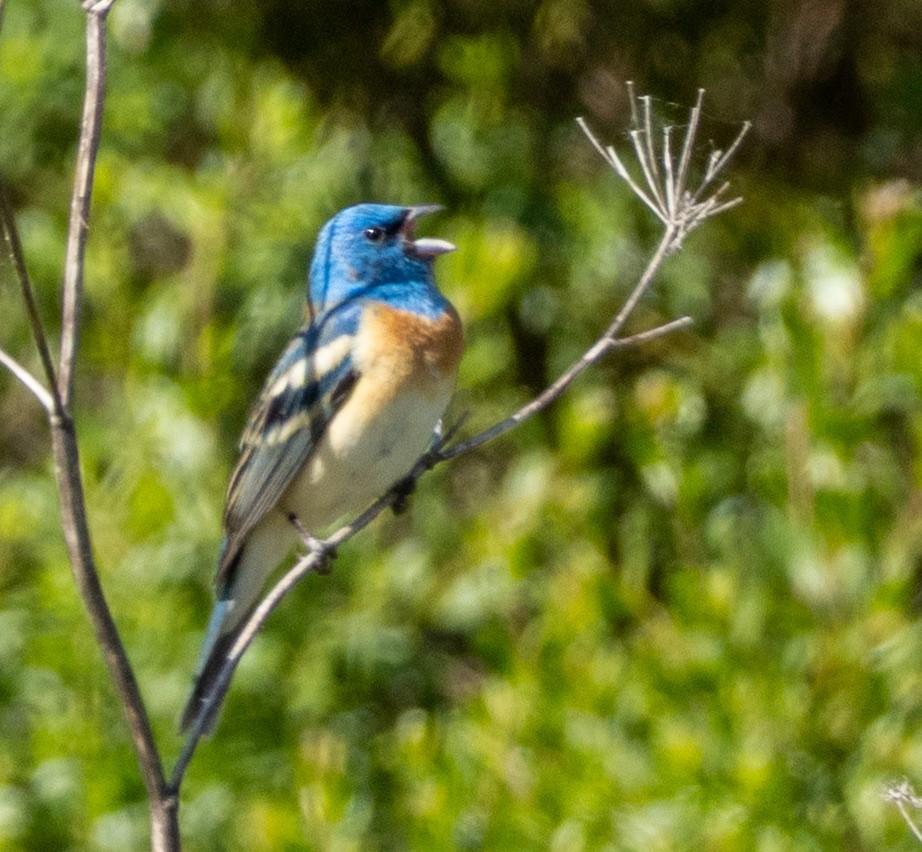 Lazuli Bunting - ML636078553