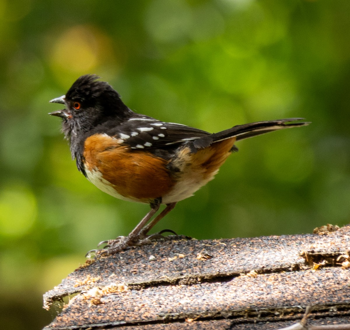 Spotted Towhee - ML636078584