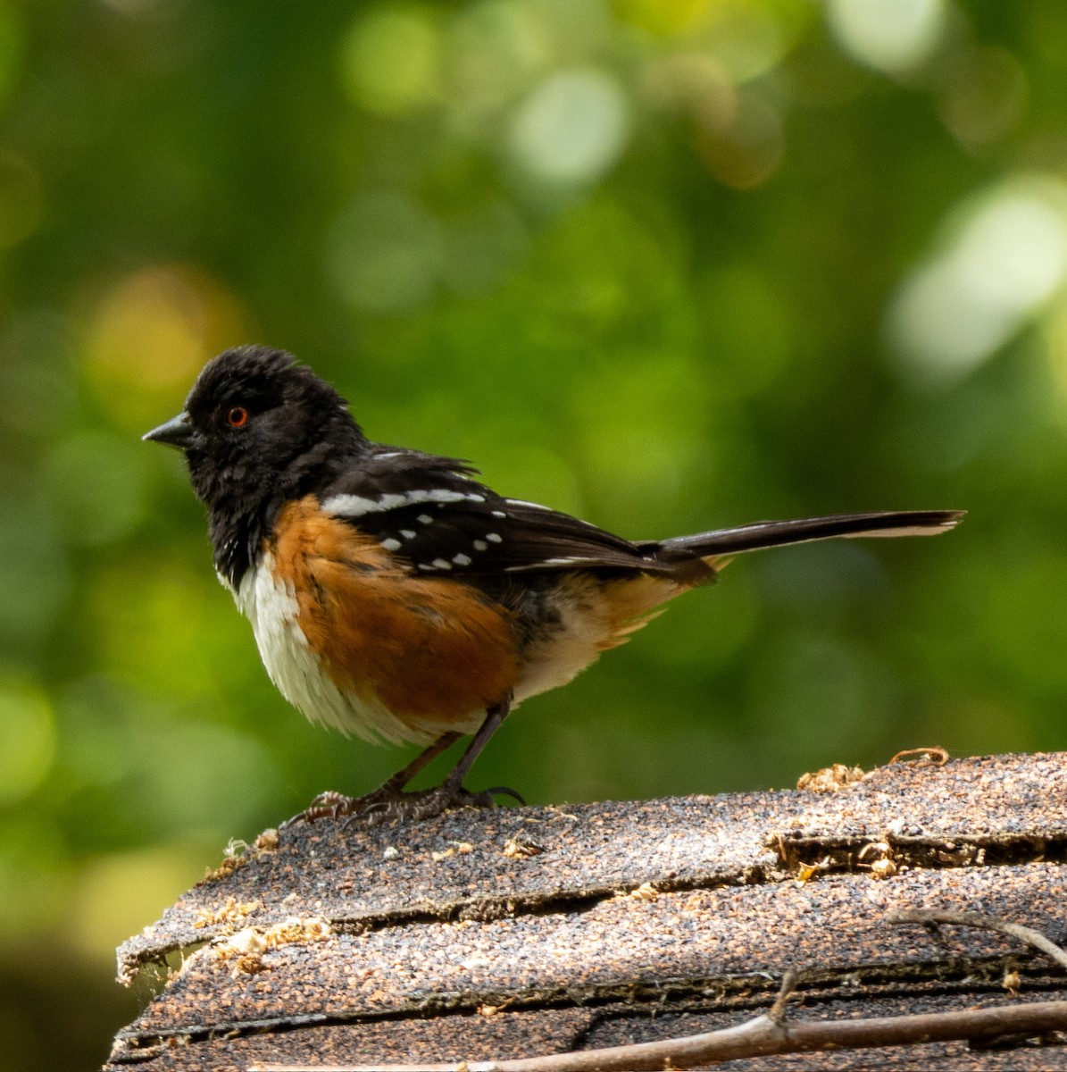 Spotted Towhee - ML636078585