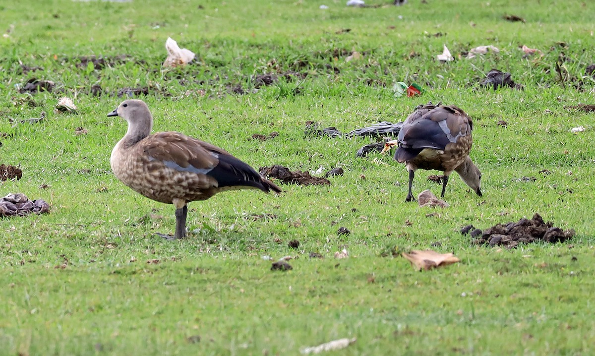 Blue-winged Goose - ML636078687