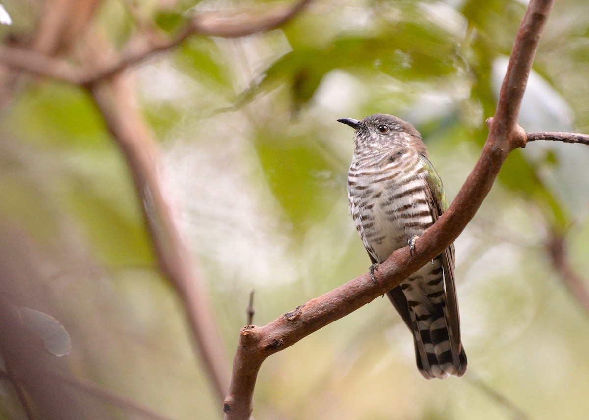 Shining Bronze-Cuckoo (Golden) - ML636078708