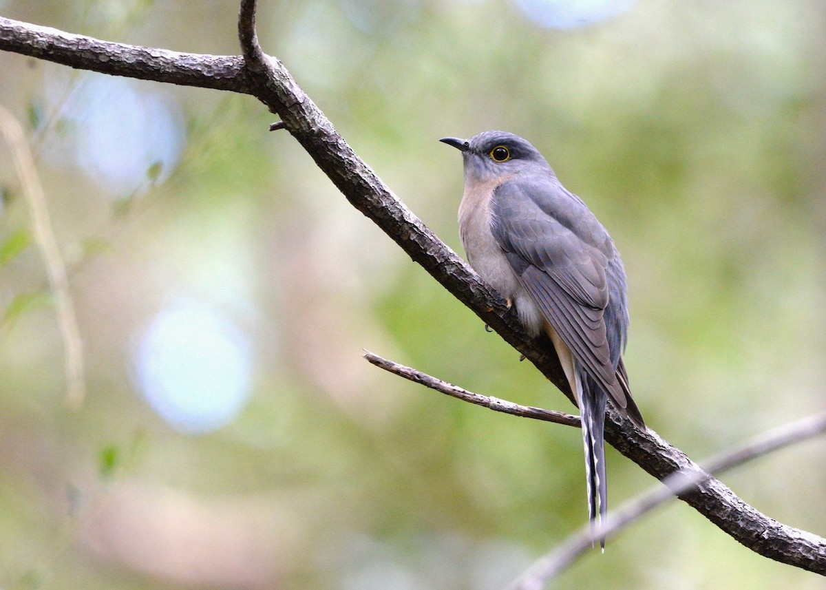 Fan-tailed Cuckoo - ML636078711