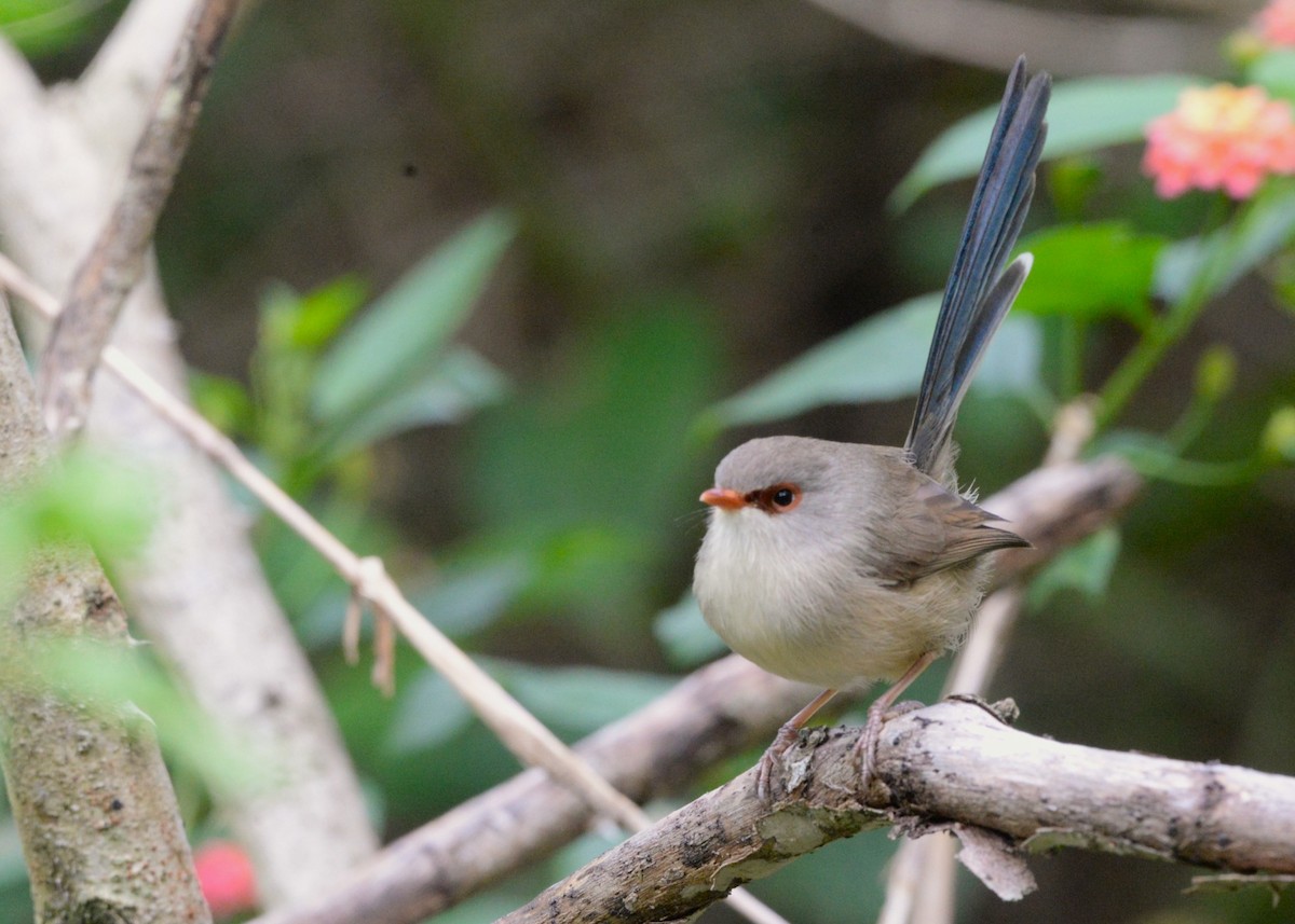 Variegated Fairywren - ML636078717