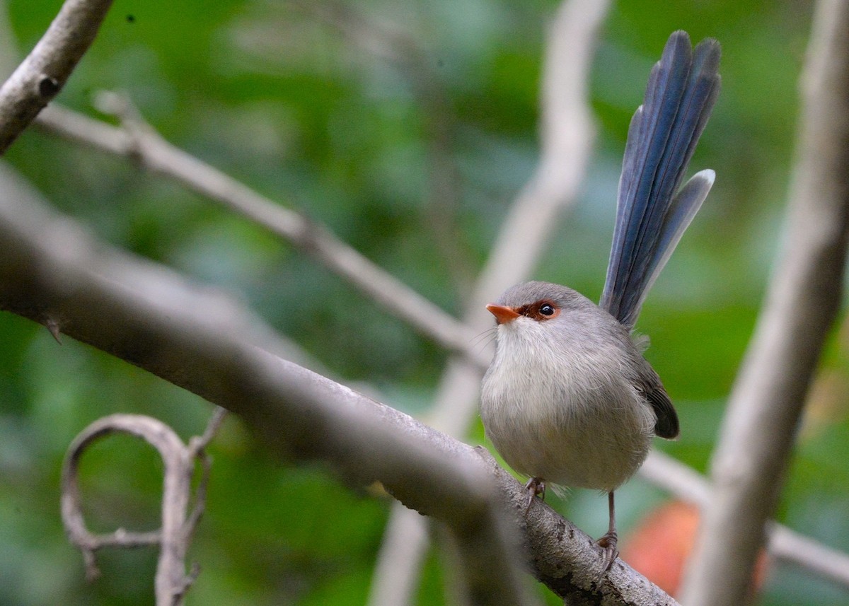Variegated Fairywren - ML636078718